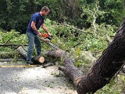 How Our Tree Care Process Works  in  Fort Drum, NY